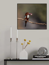 Kingfisher with Fish Poster och Canvastavla