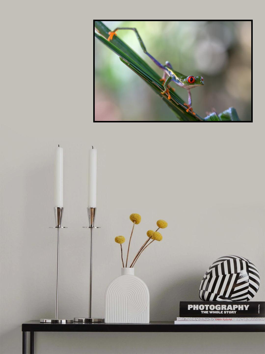 Agalychnis Callidryas 3 Poster och Canvastavla