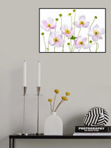 Japanese Anemones Poster och Canvastavla