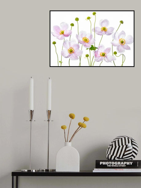 Japanese Anemones Poster och Canvastavla