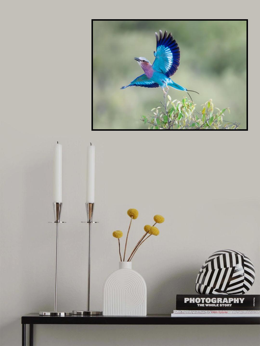 Lilac-breasted Roller Poster och Canvastavla