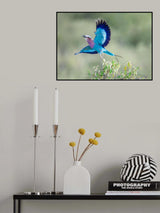 Lilac-breasted Roller Poster och Canvastavla
