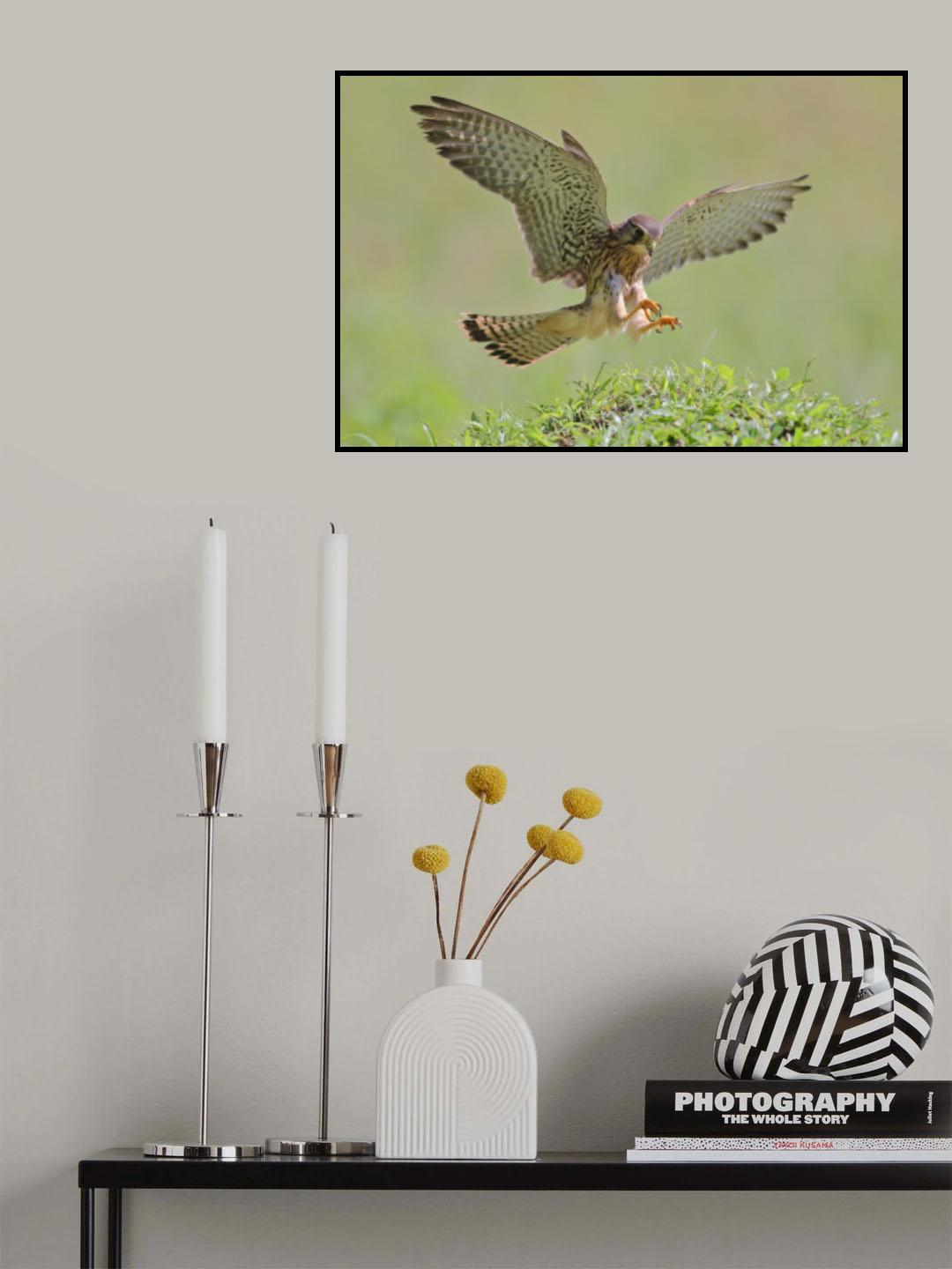 Common Kestrel Poster och Canvastavla