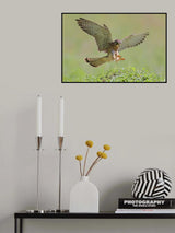 Common Kestrel Poster och Canvastavla