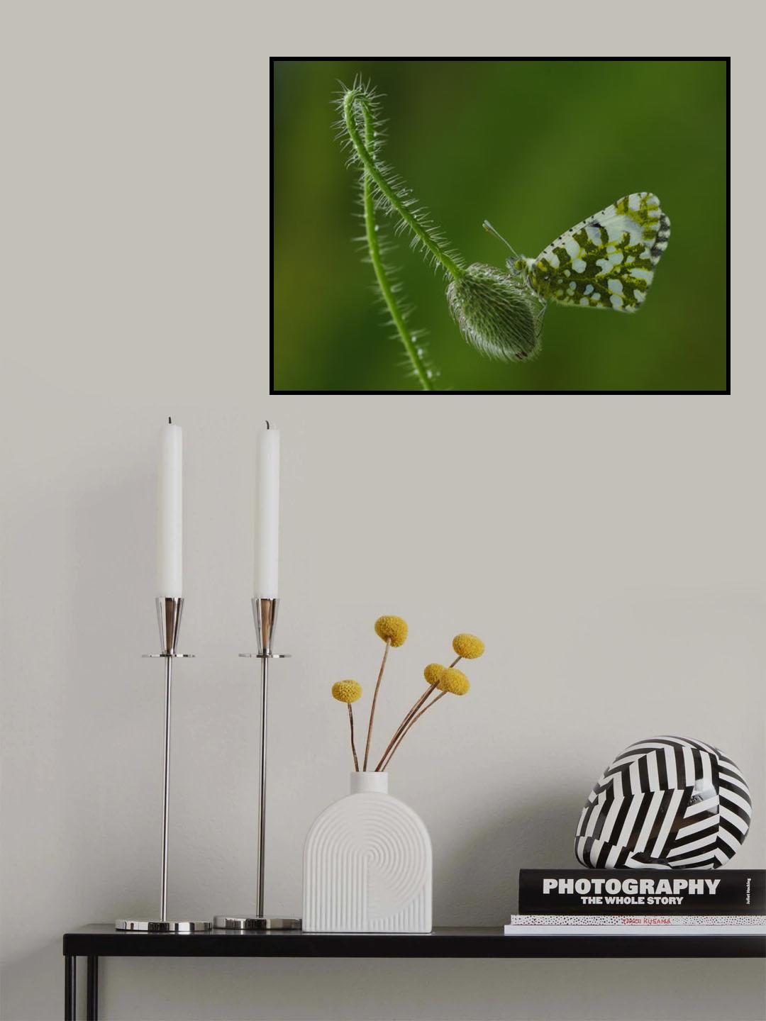 in balance Poster och Canvastavla