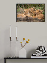 Cute Lion Cubs Poster och Canvastavla