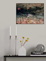 White Tip Reef Shark Poster och Canvastavla
