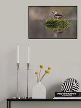 Hawfinch Poster och Canvastavla