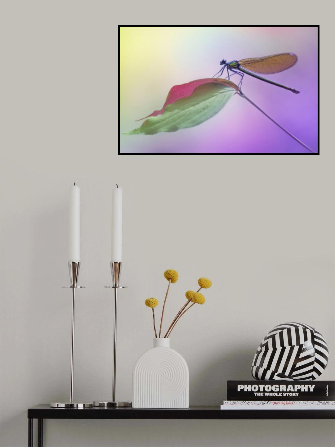 Calopteryx splendens Poster och Canvastavla