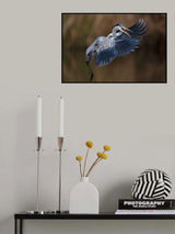 The Grey Heron Poster och Canvastavla