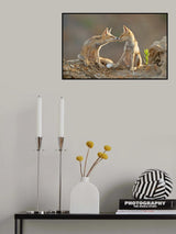Foxes , Kiss Poster och Canvastavla