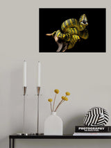 venomous viver Poster och Canvastavla