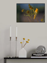 Bullock's oriole Poster och Canvastavla
