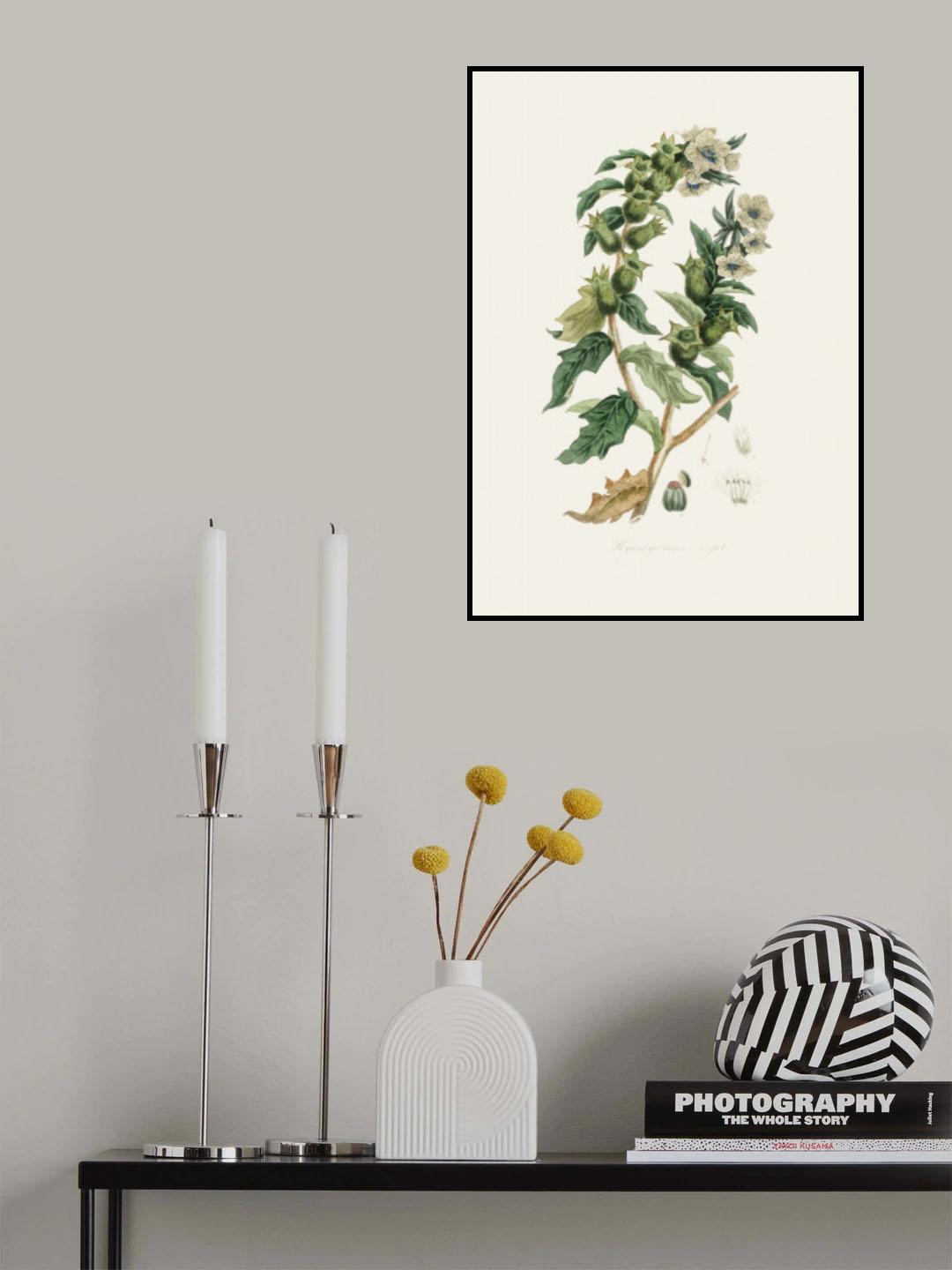 Henbane (hyoscyamus Niger) Medical Botany Poster och Canvastavla