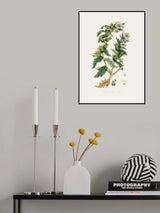 Henbane (hyoscyamus Niger) Medical Botany Poster och Canvastavla