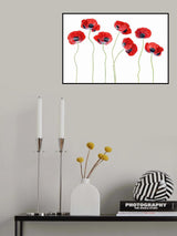 Ladybird Poppies Poster och Canvastavla