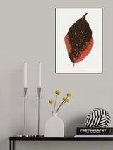 Acalypha Tricolor Leaf Illustration Poster och Canvastavla