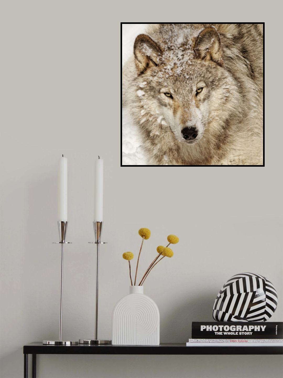 Timber Wolf Poster och Canvastavla