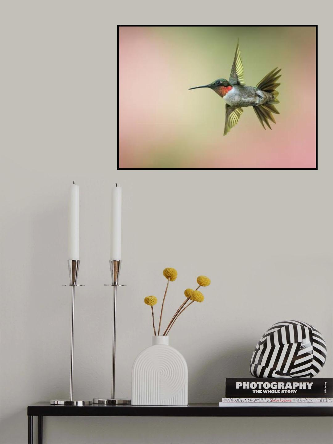 Hummingbird Poster och Canvastavla