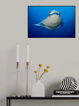 Manta Ray and Remoras Poster och Canvastavla