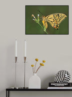 Swallowtail Poster och Canvastavla