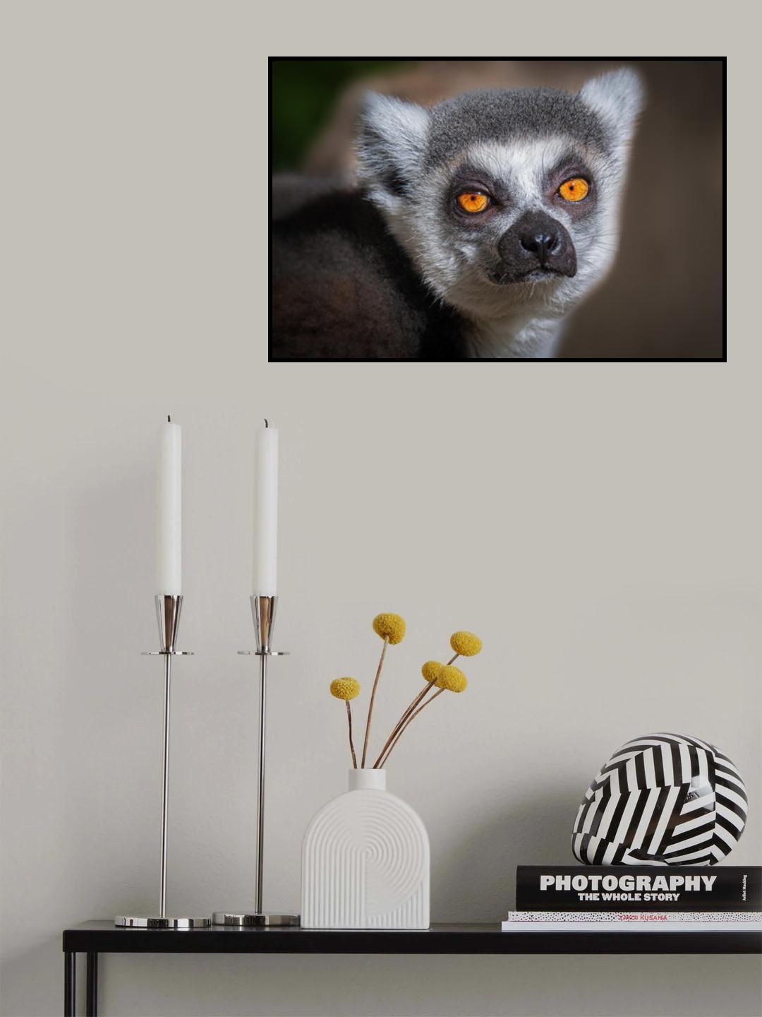 Madagascar Lemur Poster och Canvastavla