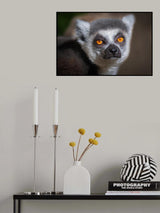 Madagascar Lemur Poster och Canvastavla