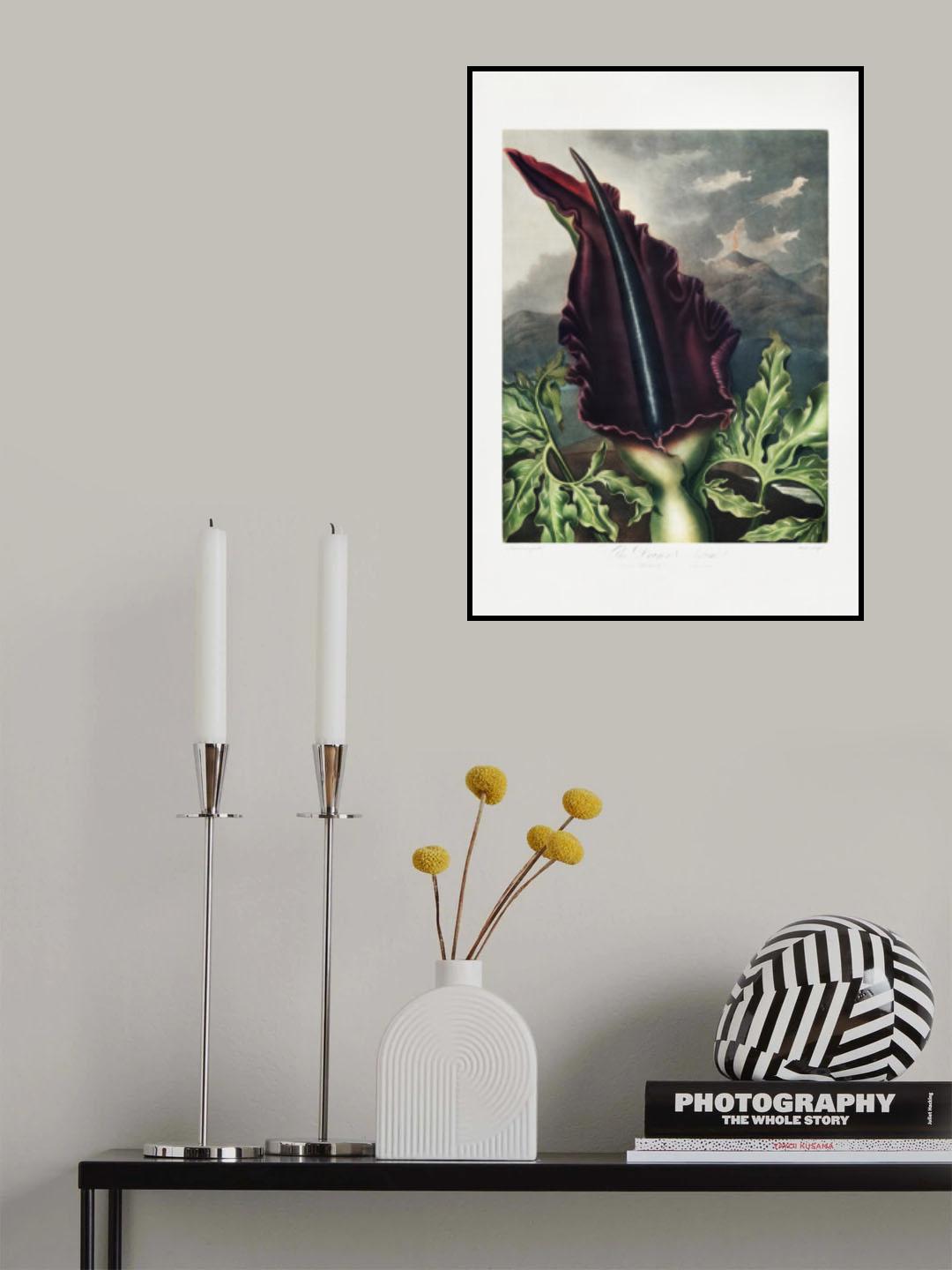 The Dragon Arum from The Temple of Flora (1807) Poster och Canvastavla