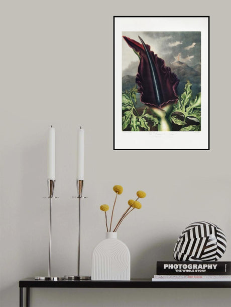 The Dragon Arum from The Temple of Flora (1807) Poster och Canvastavla