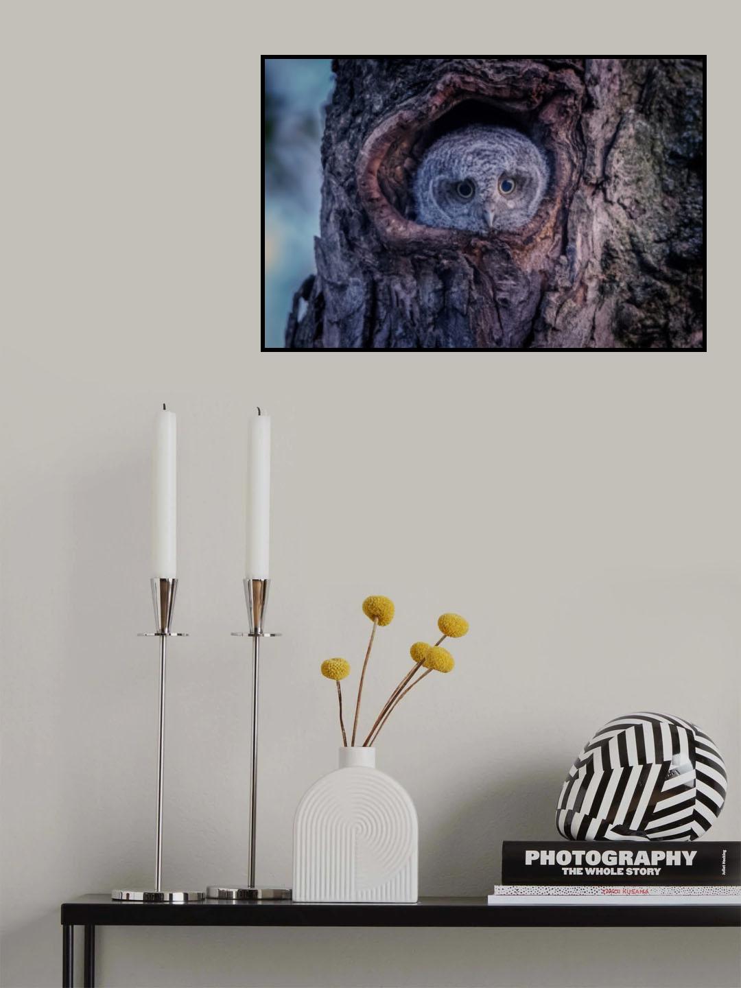 Eastern screech owlet Poster och Canvastavla