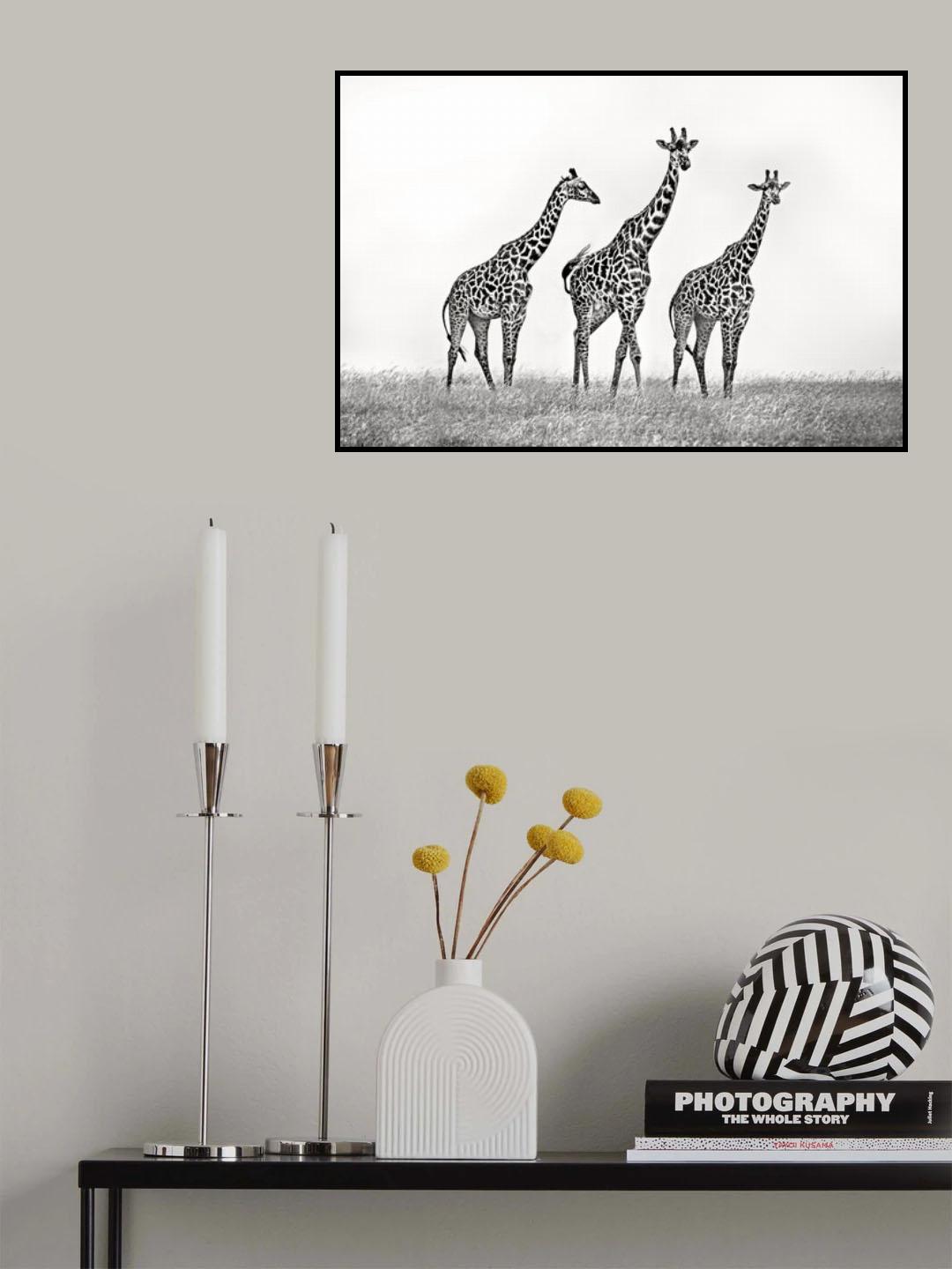 Giraffe family Poster och Canvastavla