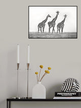 Giraffe family Poster och Canvastavla
