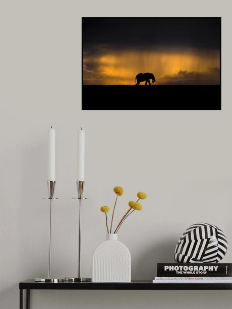 Elephant in a rain storm at sunset Poster och Canvastavla