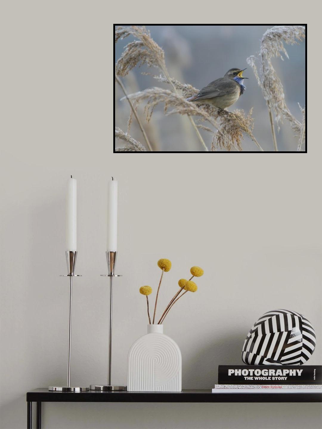 Bluethroat Poster och Canvastavla