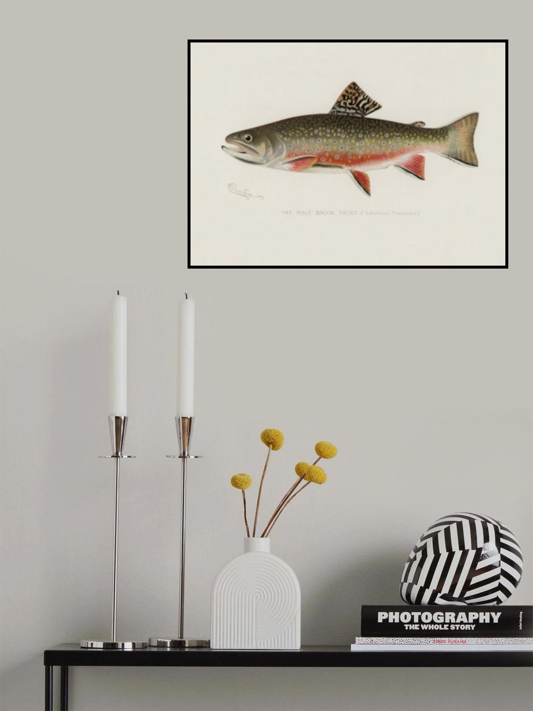 Male Brook Trout Poster och Canvastavla