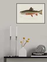 Male Brook Trout Poster och Canvastavla