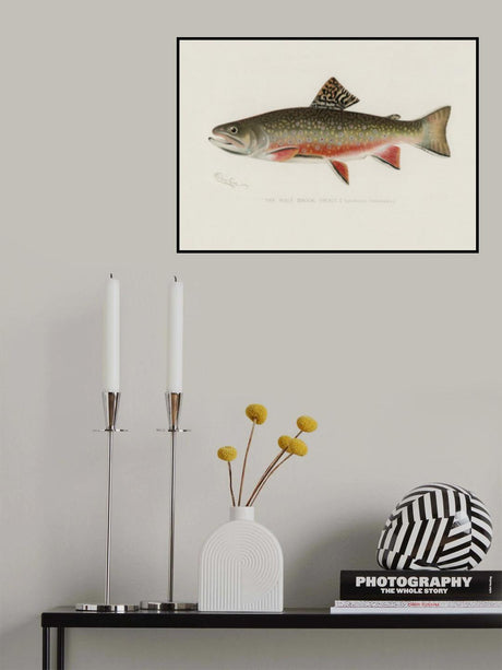 Male Brook Trout Poster och Canvastavla