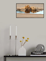 sleeping time in the bush Poster och Canvastavla