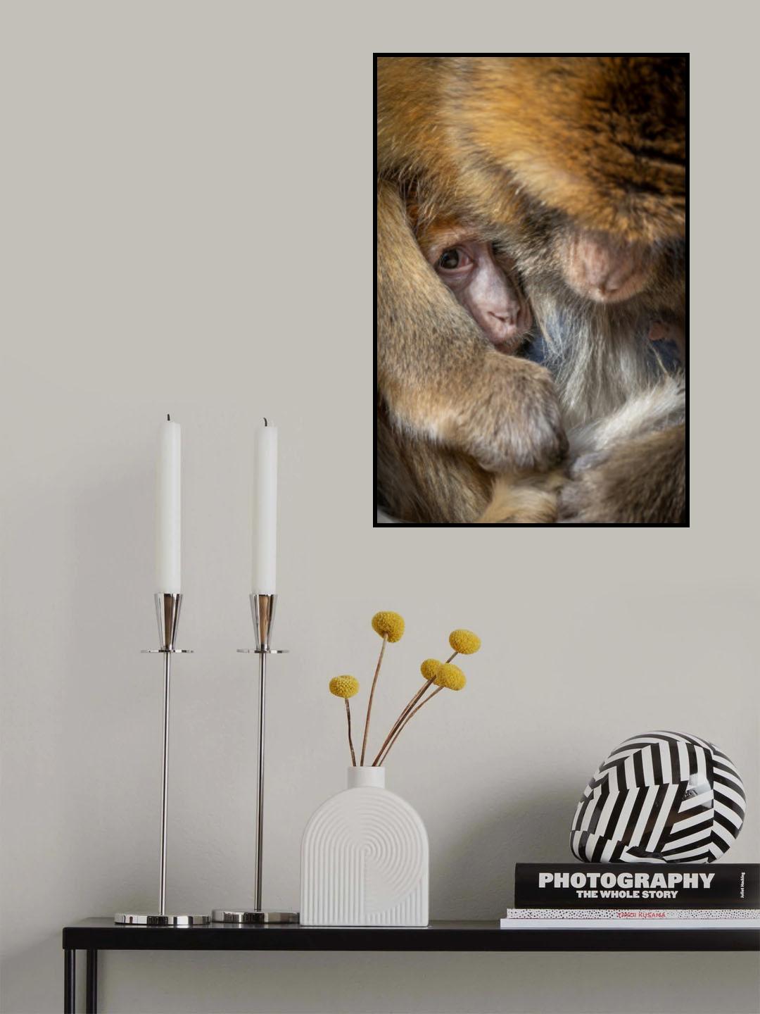 Berber Monkey Baby in Motherly Care Poster och Canvastavla
