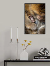 Berber Monkey Baby in Motherly Care Poster och Canvastavla
