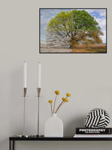 Oak Tree in Four Seasons Poster och Canvastavla