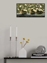 Ducklings Poster och Canvastavla