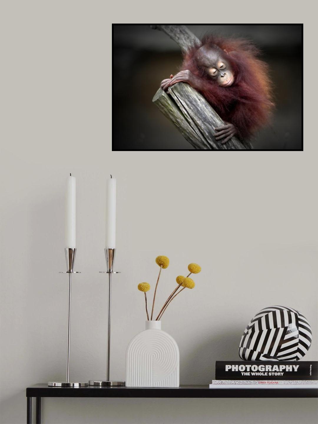 AFTER A PLAYFUL DAY (ORANG-UTAN BABY) Poster och Canvastavla
