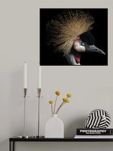 Crowned crane Poster och Canvastavla