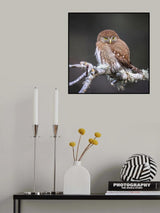 look at me Poster och Canvastavla