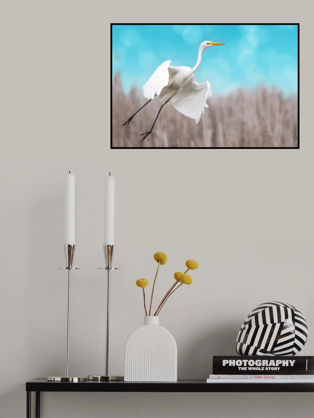 Great egret taking off Poster och Canvastavla