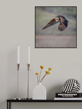 long-eared owl searching Poster och Canvastavla