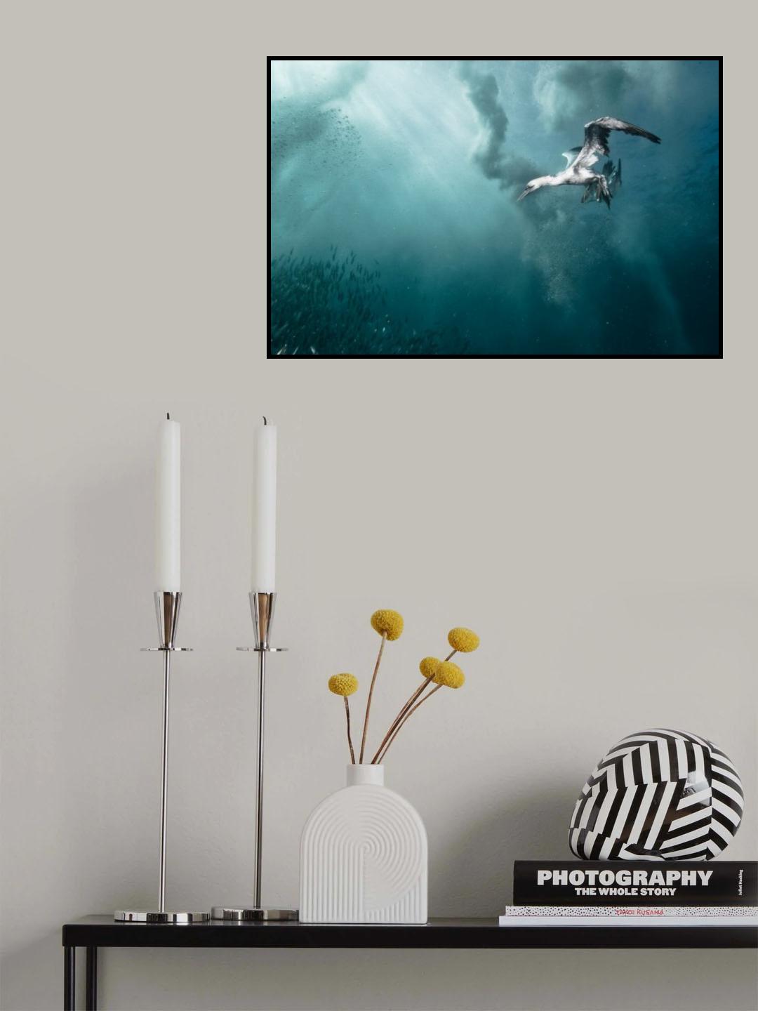 plunge diver Poster och Canvastavla