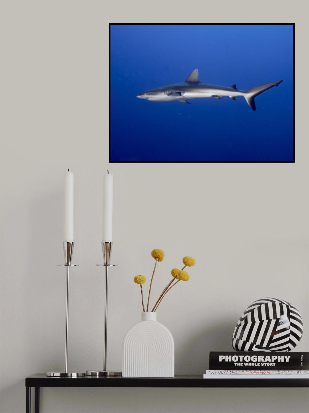Juvenile  Grey Reef Shark (Carcharhinus amblyrhynchos) Poster och Canvastavla