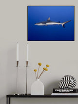 Juvenile  Grey Reef Shark (Carcharhinus amblyrhynchos) Poster och Canvastavla
